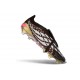 Adidas Predator 26 Elite FT FG Cleat Black Golden White